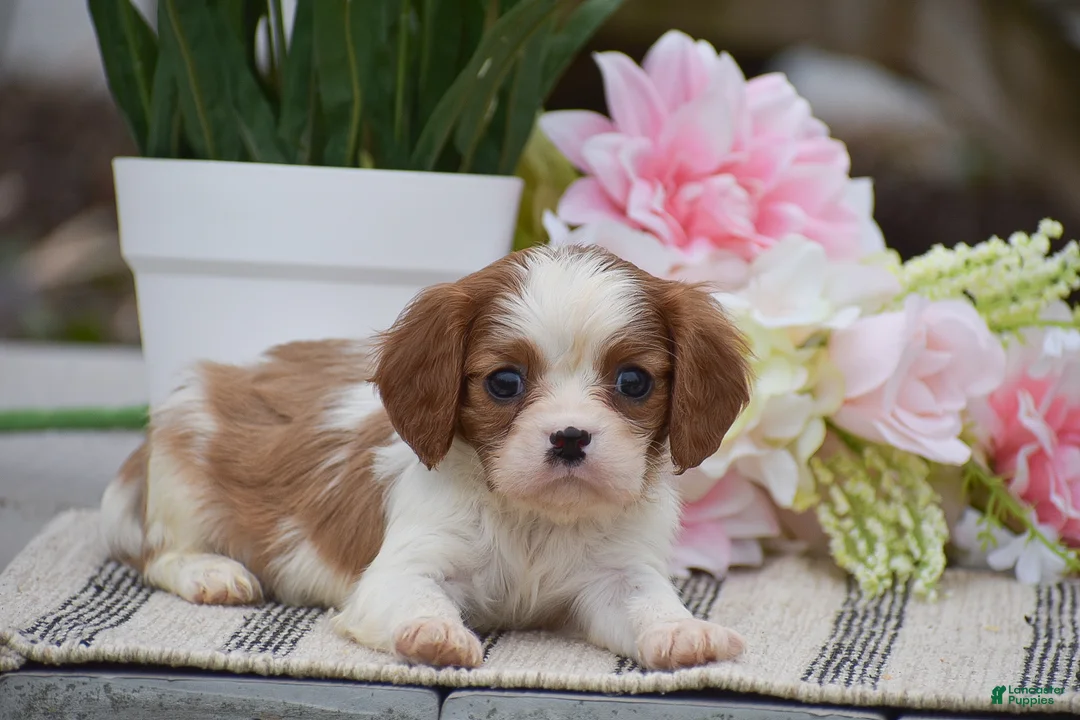 Cavalier King Charles Spaniel dogs for sale: Catrina - Ad 1