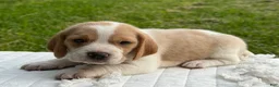 Beagle dogs for sale: Auggie - Ad 8