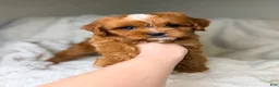Cavapoo dogs for sale: Cosmo - Ad 3