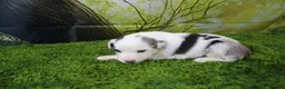 Miniature Australian Shepherd dogs for sale: Harriett - Ad 4