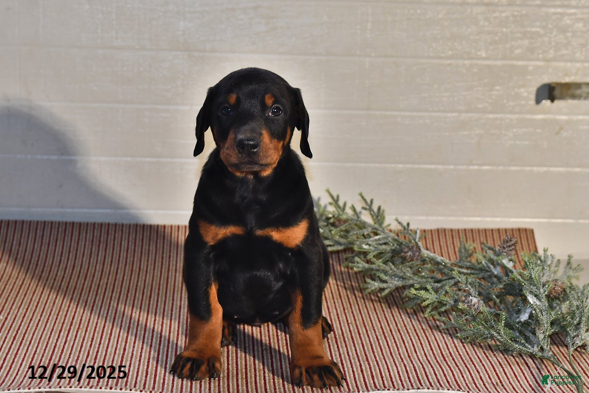 Doberman Pinscher dogs Bailey - Ad 9
