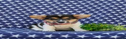 Welsh Corgi Pembroke dogs for sale: Blake - Ad 3