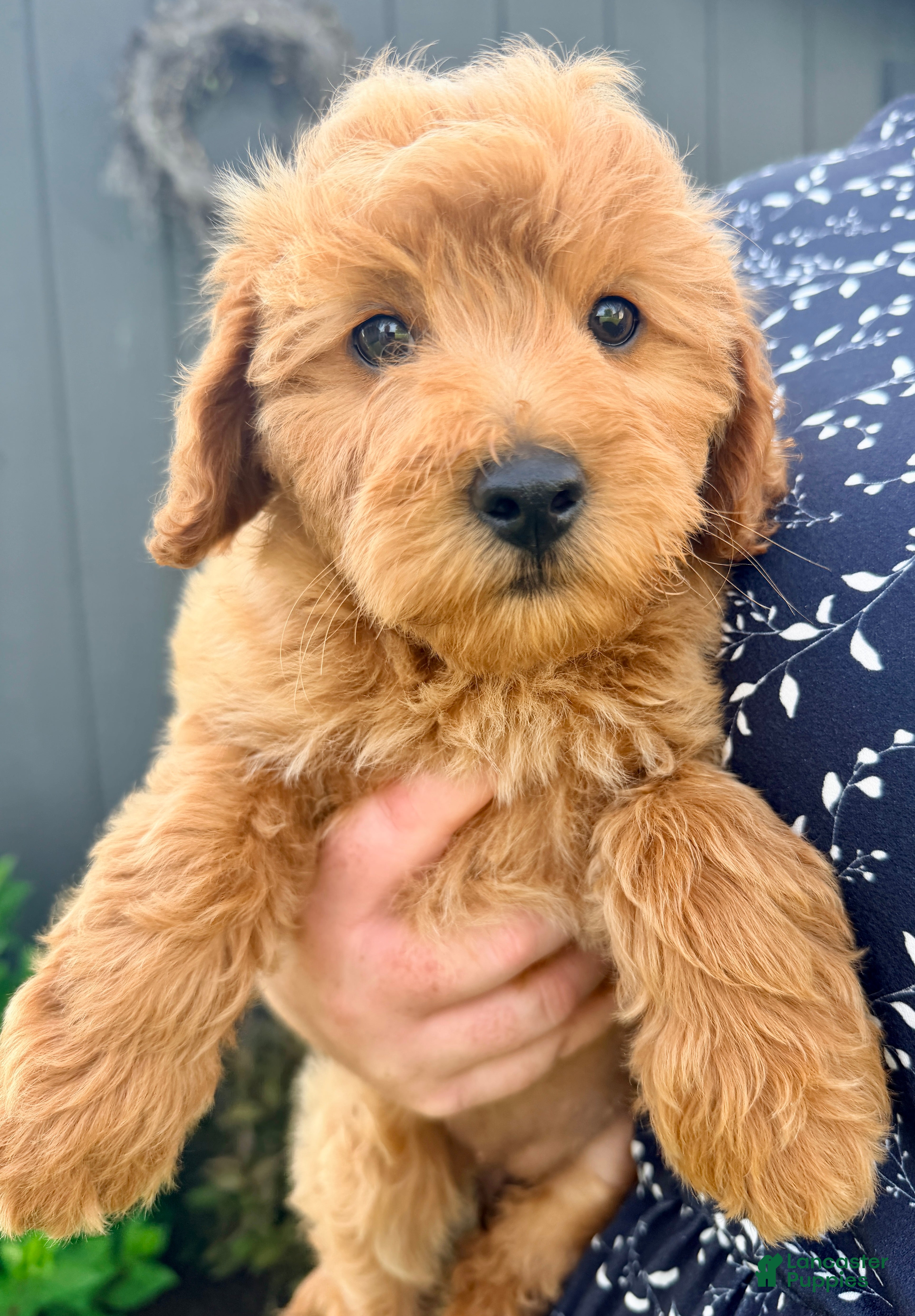 Mini Goldendoodle dogs Stella - Ad 2
