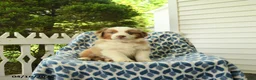 Miniature Australian Shepherd dogs for sale: Dune - Ad 1