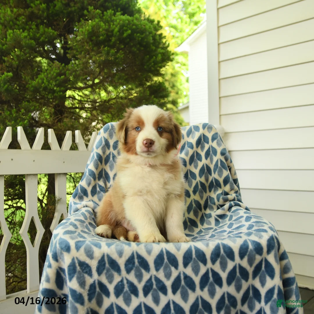 Miniature Australian Shepherd dogs for sale: Dune - Ad 1