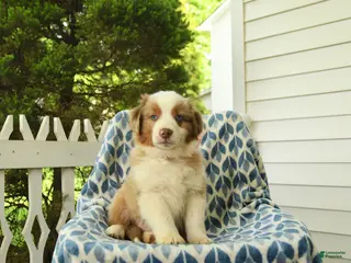 Miniature Australian Shepherd dogs for sale: Dune - Ad 1