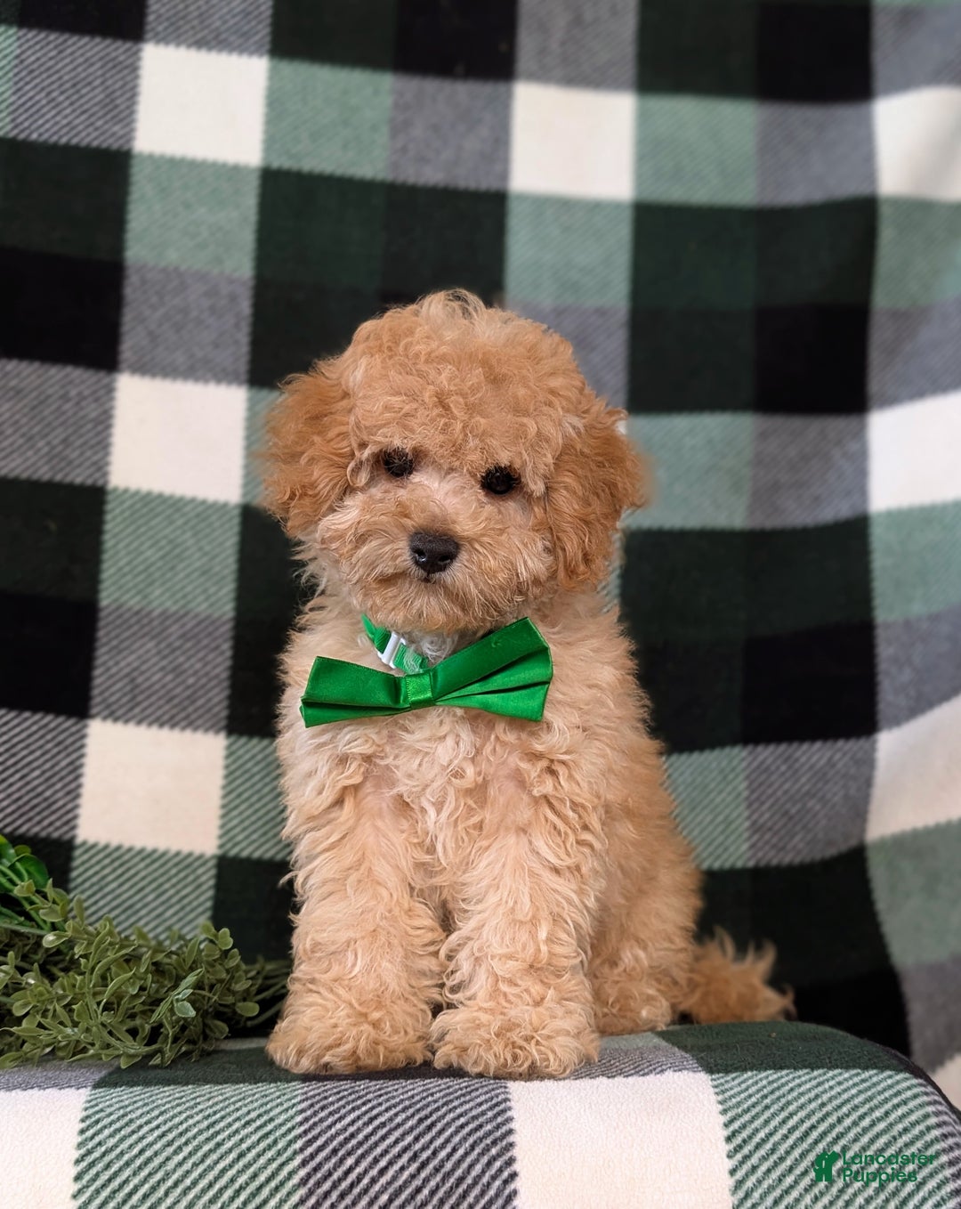 Miniature Poodle dogs for sale: Tanner - Ad 1