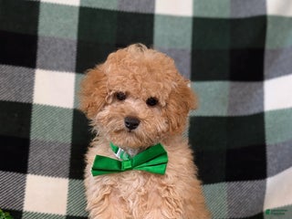 Miniature Poodle dogs Tanner - Ad 28