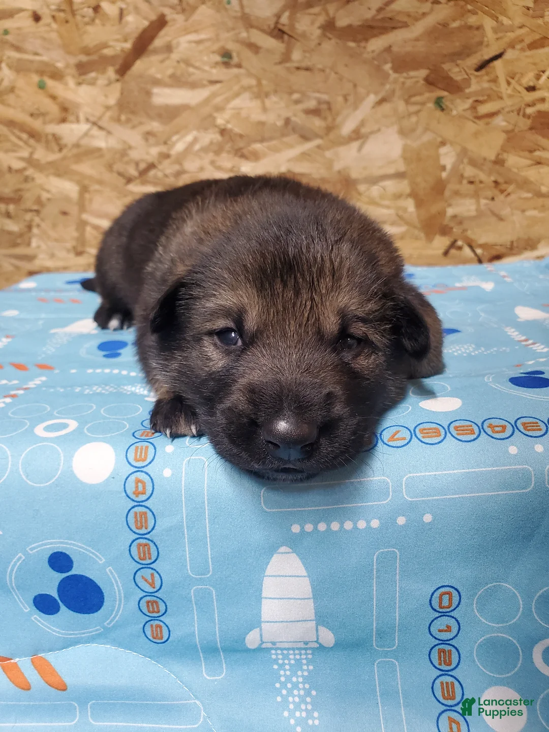Mixed Breed dogs for sale: Odin - Ad 1