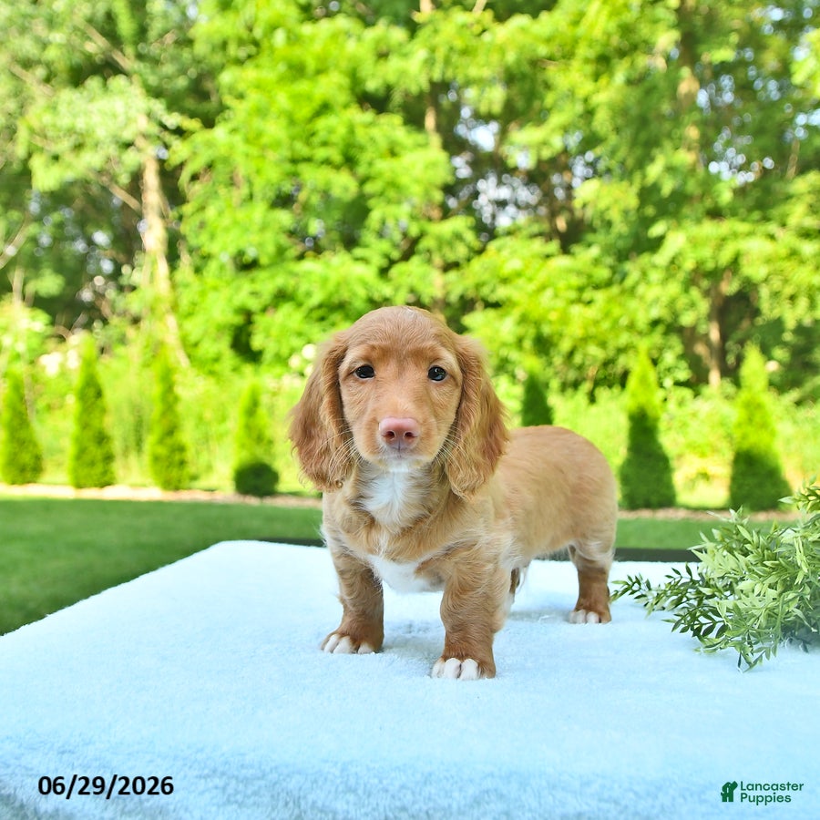 Miniature Dachshund dogs Percy - Ad 2