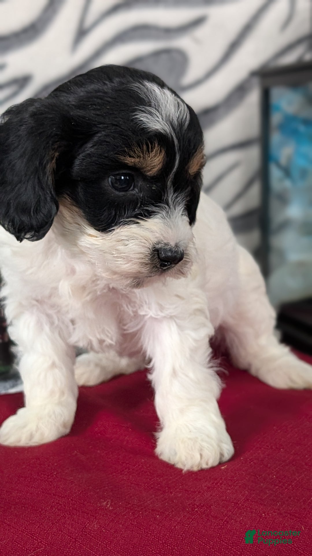 Mixed Breed dogs for sale: Alana - Ad 8