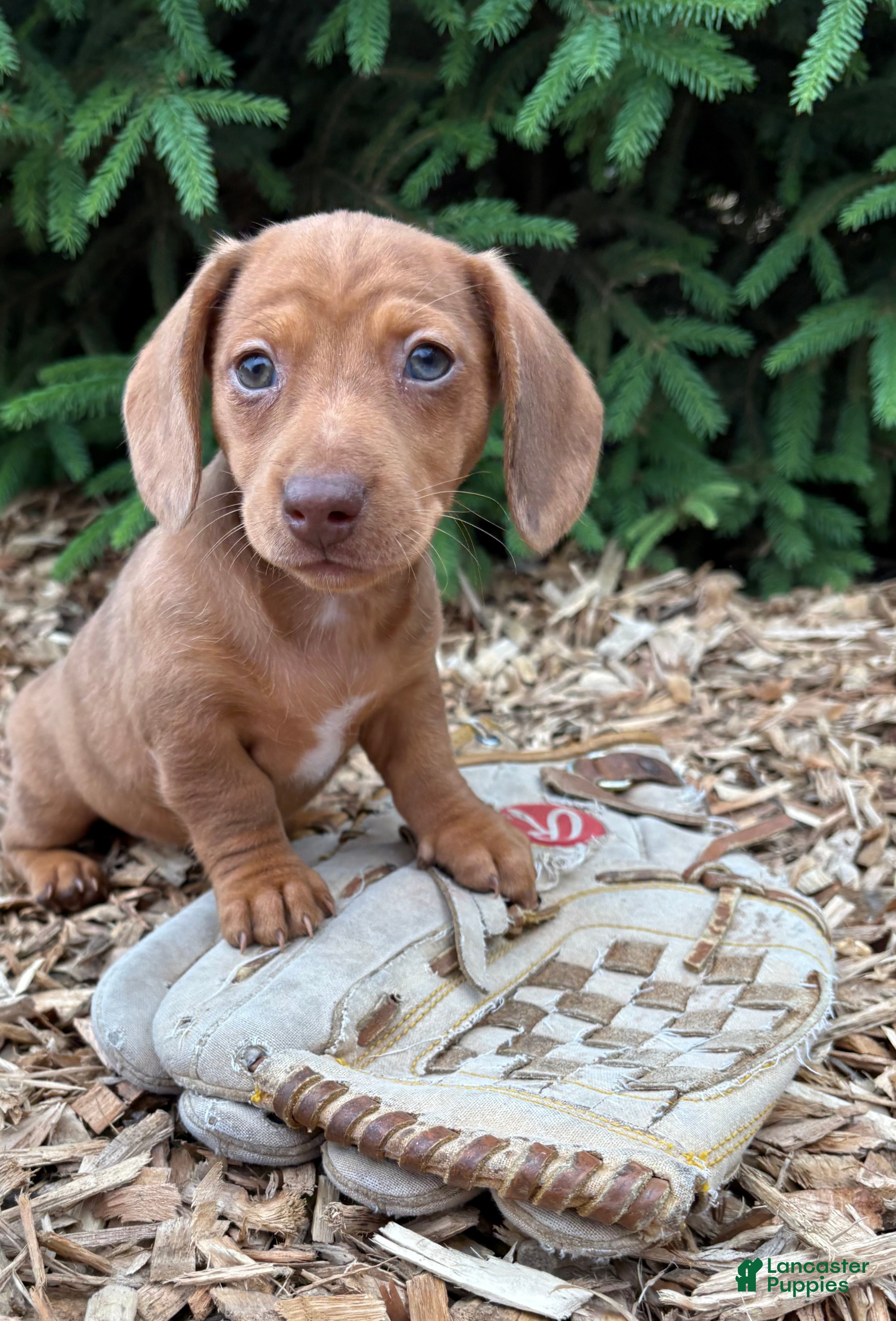 Dachshund dogs Raine - Ad 1