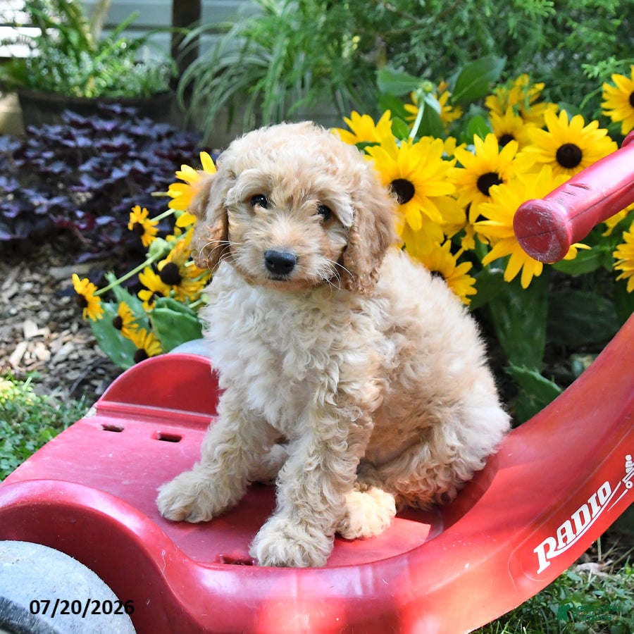 Cockapoo dogs for sale: Blondie - Ad 3
