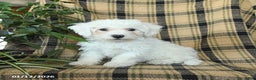Bichon Frise dogs for sale: Denver - Ad 2