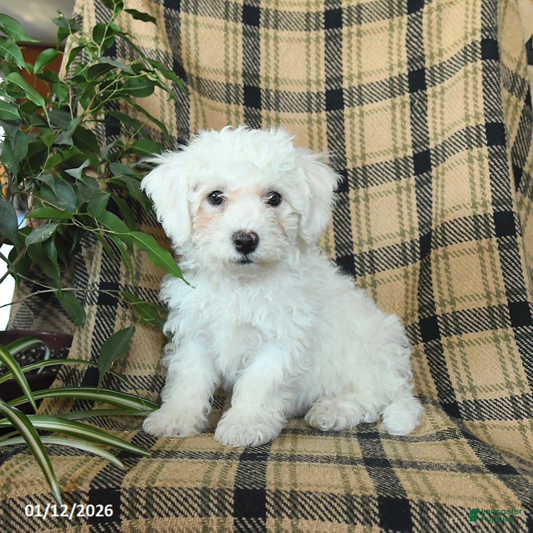 Bichon Frise dogs for sale: Denver - Ad 2