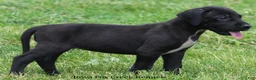 Great Dane dogs for sale: Maya - Ad 4