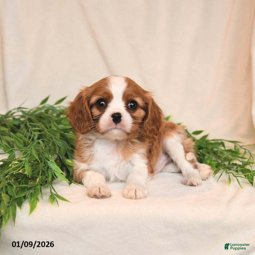 Cavalier King Charles Spaniel dogs for sale: Everett - Ad 4