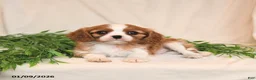 Cavalier King Charles Spaniel dogs for sale: Everett - Ad 4