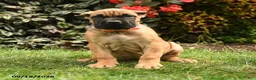Cane Corso dogs for sale: Quigley - Ad 5