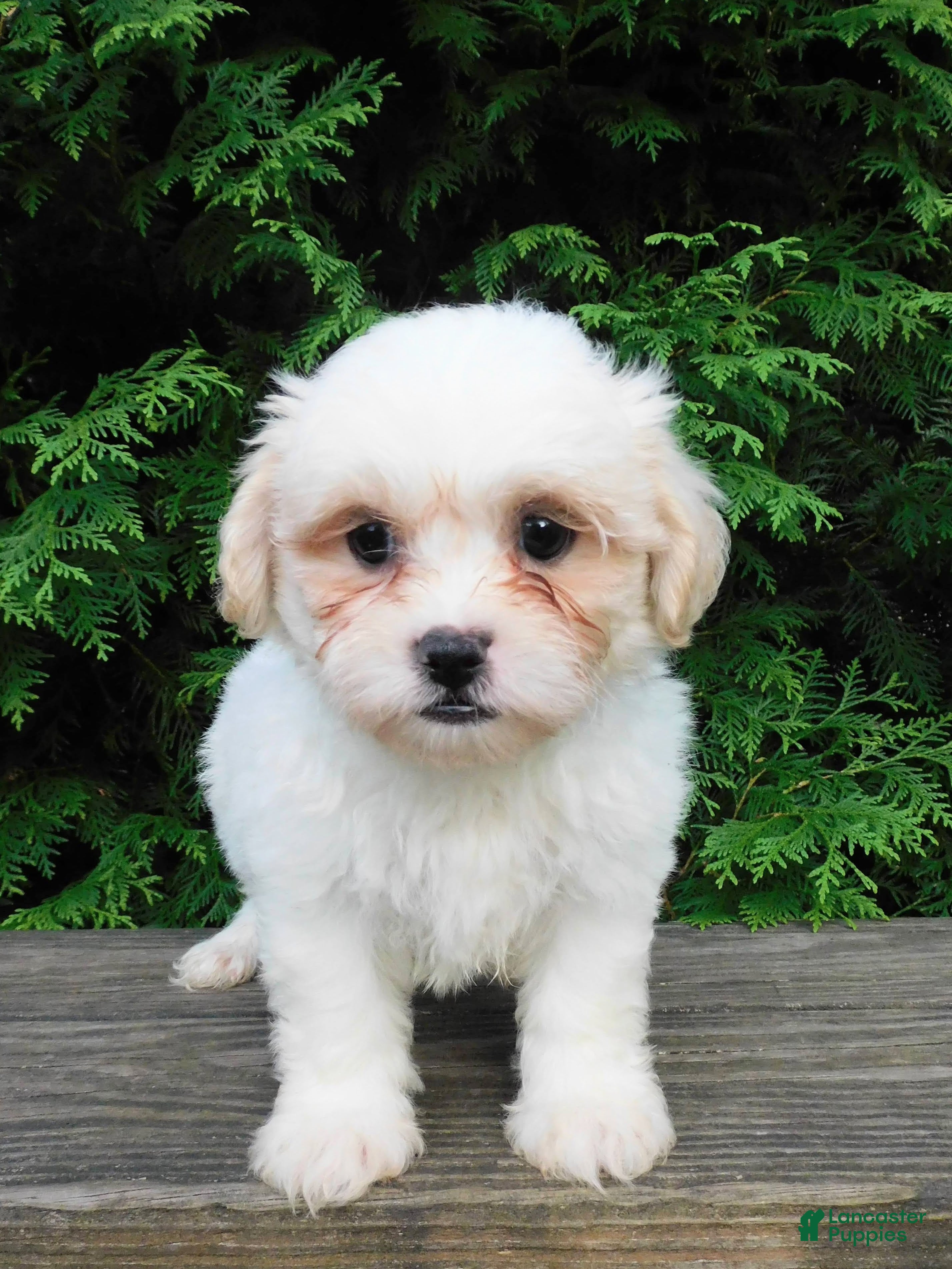 Teddy Bear dogs Romeo  - Ad 1