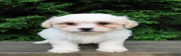 Teddy Bear dogs for sale: Romeo  - Ad 1
