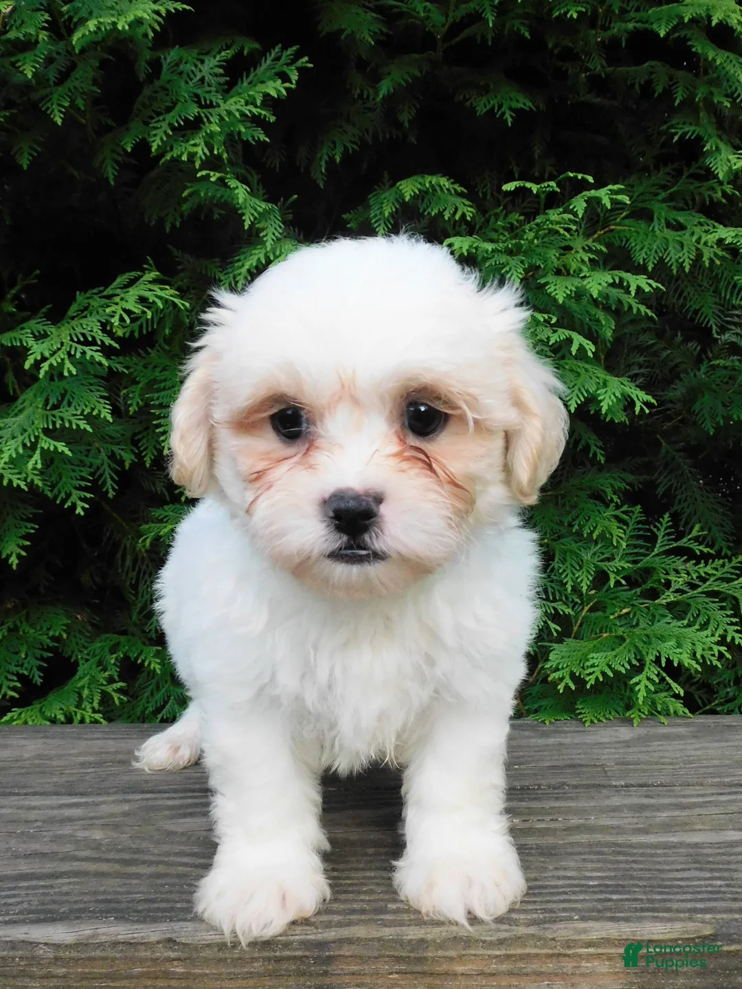 Teddy Bear dogs for sale: Romeo  - Ad 1