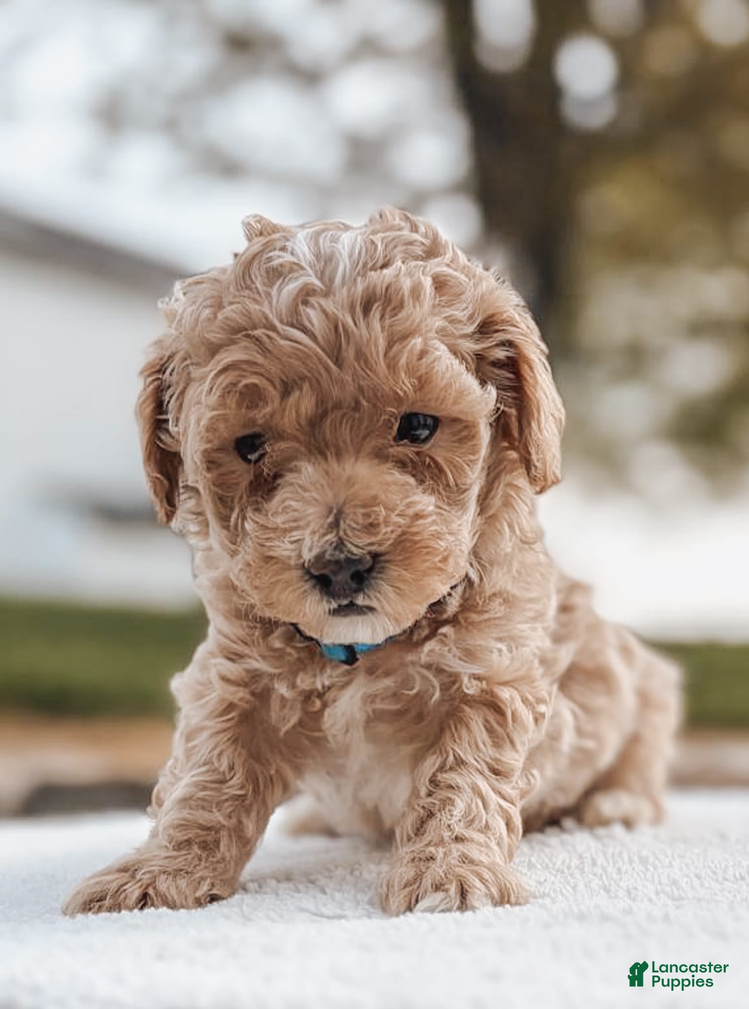 Maltipoo dogs Charlie - Ad 1
