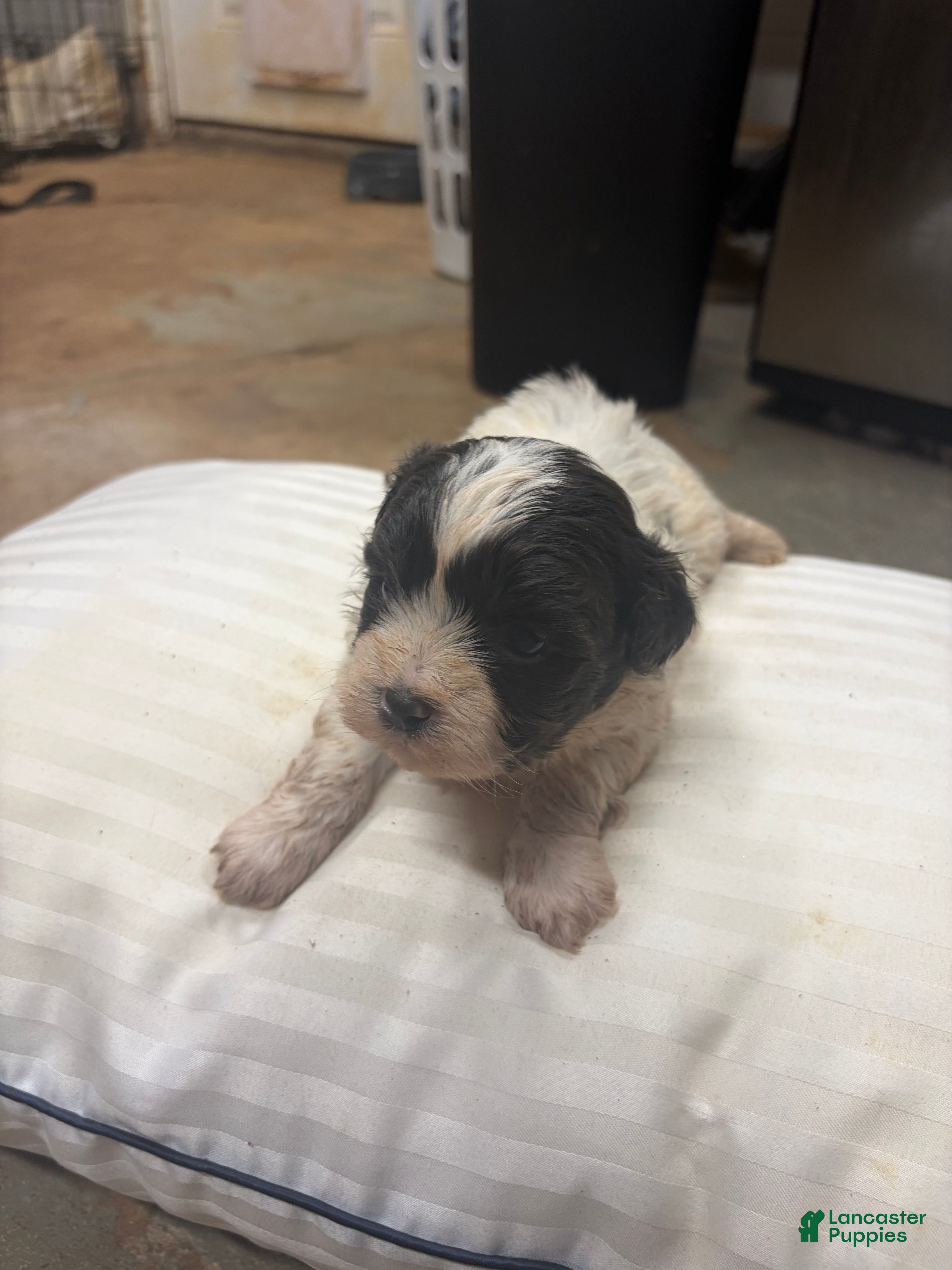Mixed Breed dogs Pharoah - Ad 2