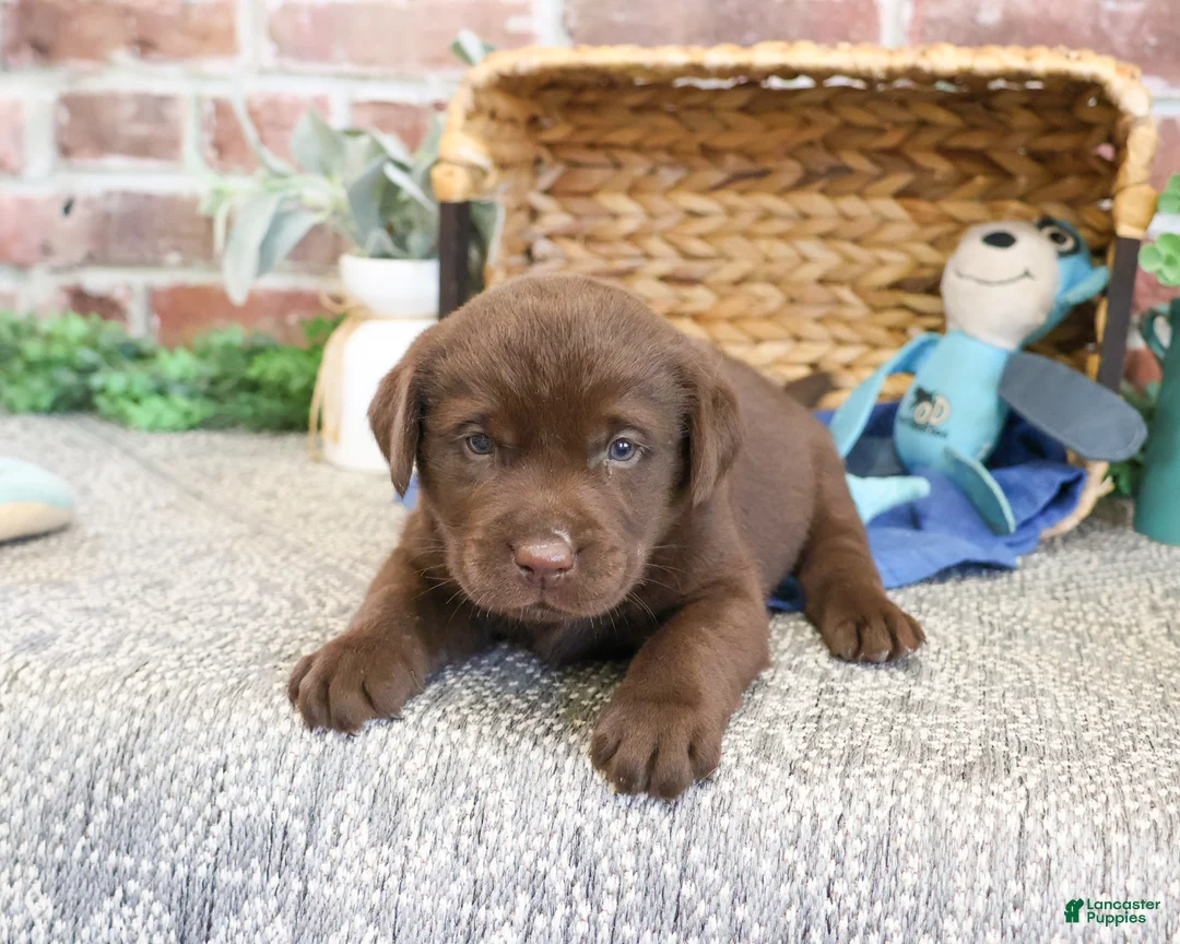 Labrador Retriever dogs for sale: Samuel  - Ad 1