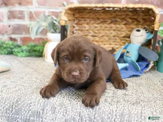 Labrador Retriever dogs Samuel - Ad 17