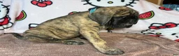 English Mastiff dogs for sale: Rex(Light Blue) - Ad 3