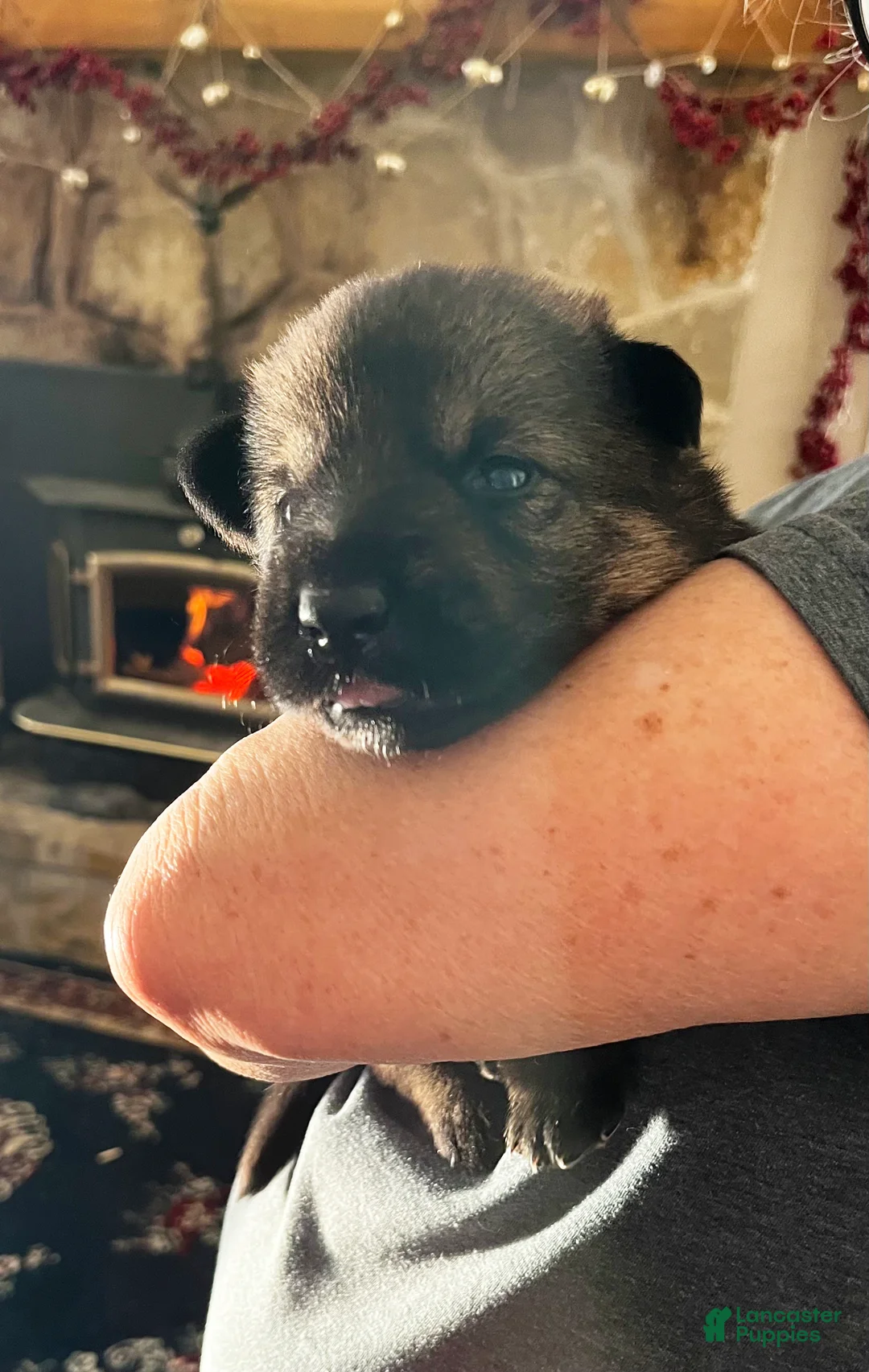 German Shepherd dogs for sale: Orange Girl - Ad 2