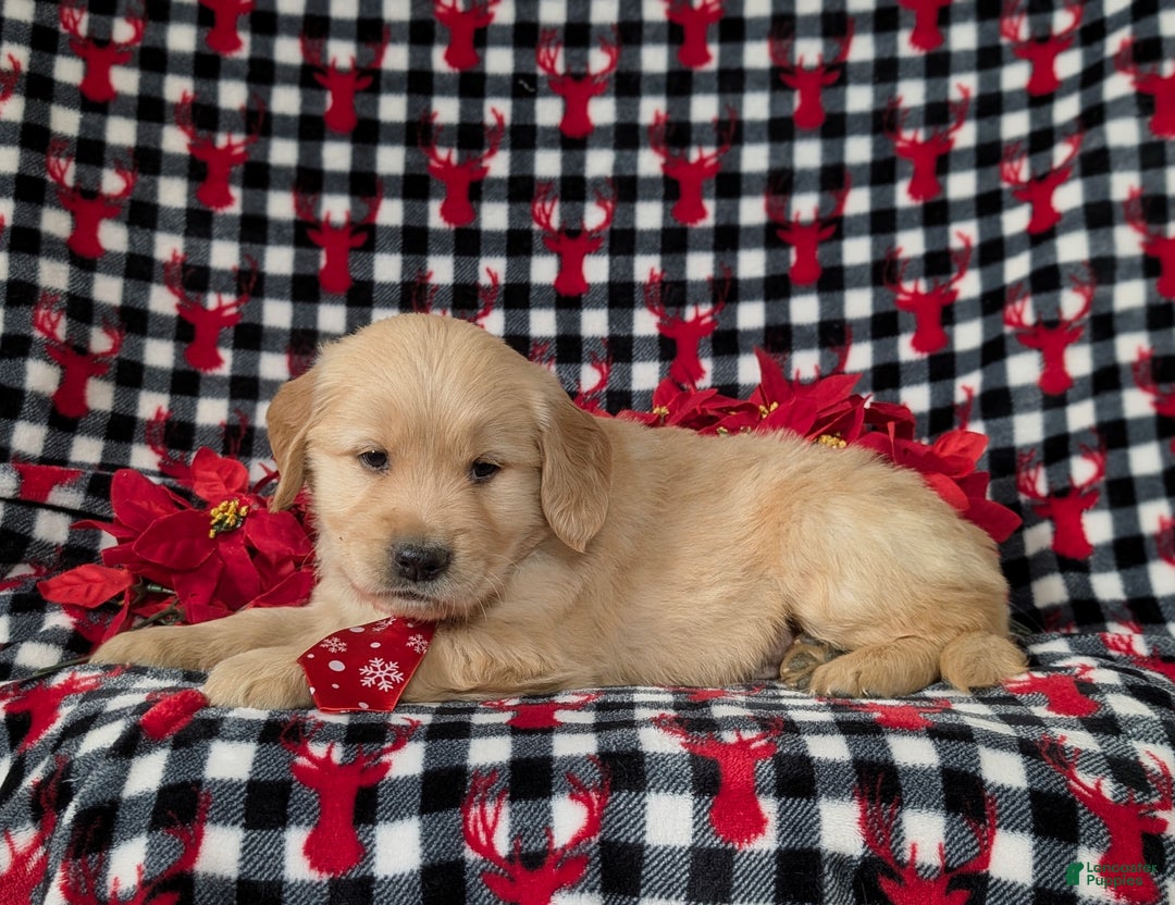 Golden Retriever dogs for sale: Bradburn - Ad 4