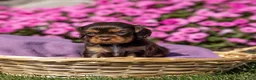 Cavalier King Charles Spaniel dogs for sale: Mia - Ad 5
