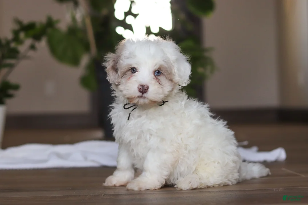 Havapoo dogs for sale: Marshall - Ad 2