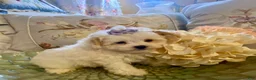 Pomapoo dogs for sale: Pomapoo 4 - Ad 3