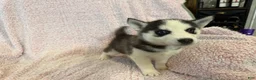 Siberian Husky dogs for sale: Princess Nimue - Ad 16