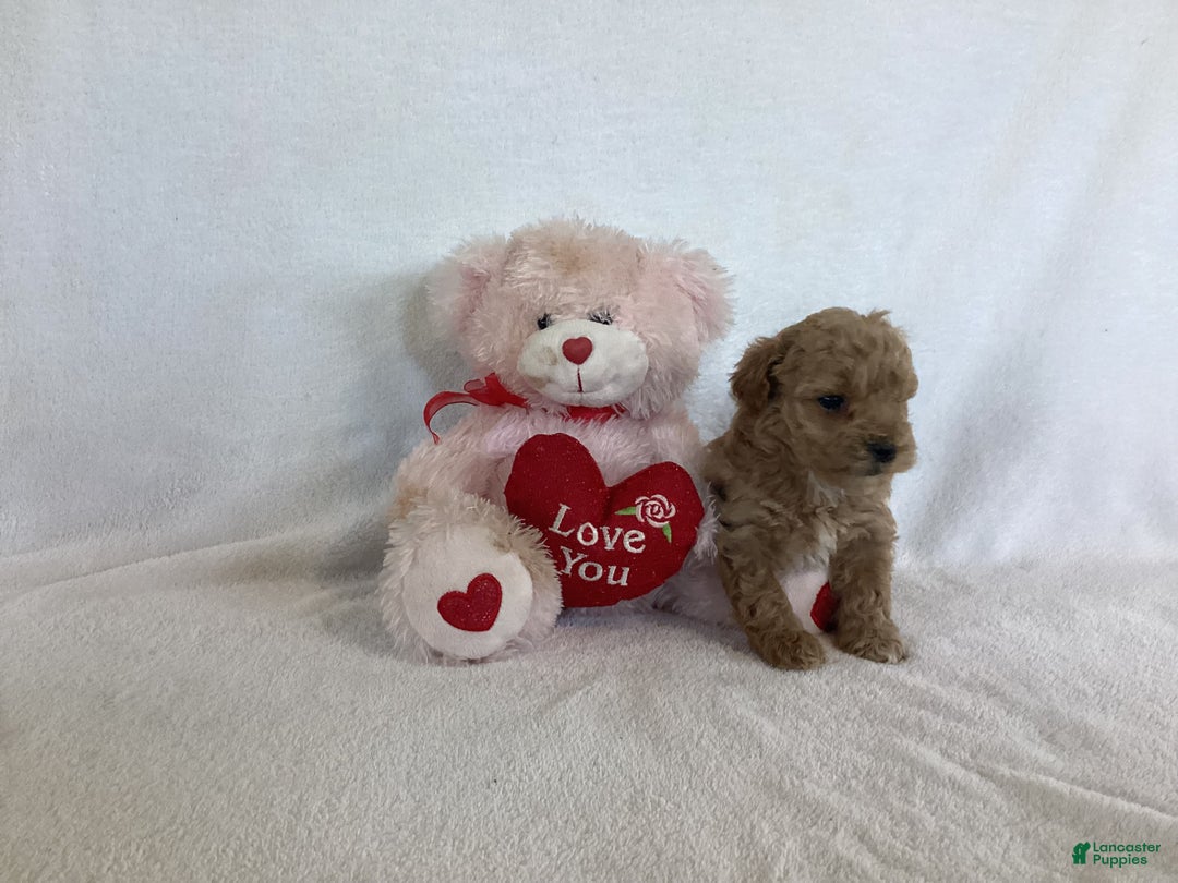 Maltipoo dogs for sale: Cinder - Ad 2