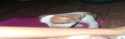 American Pit Bull Terrier dogs for sale: American Pit Bull Terrier 6 - Ad 4