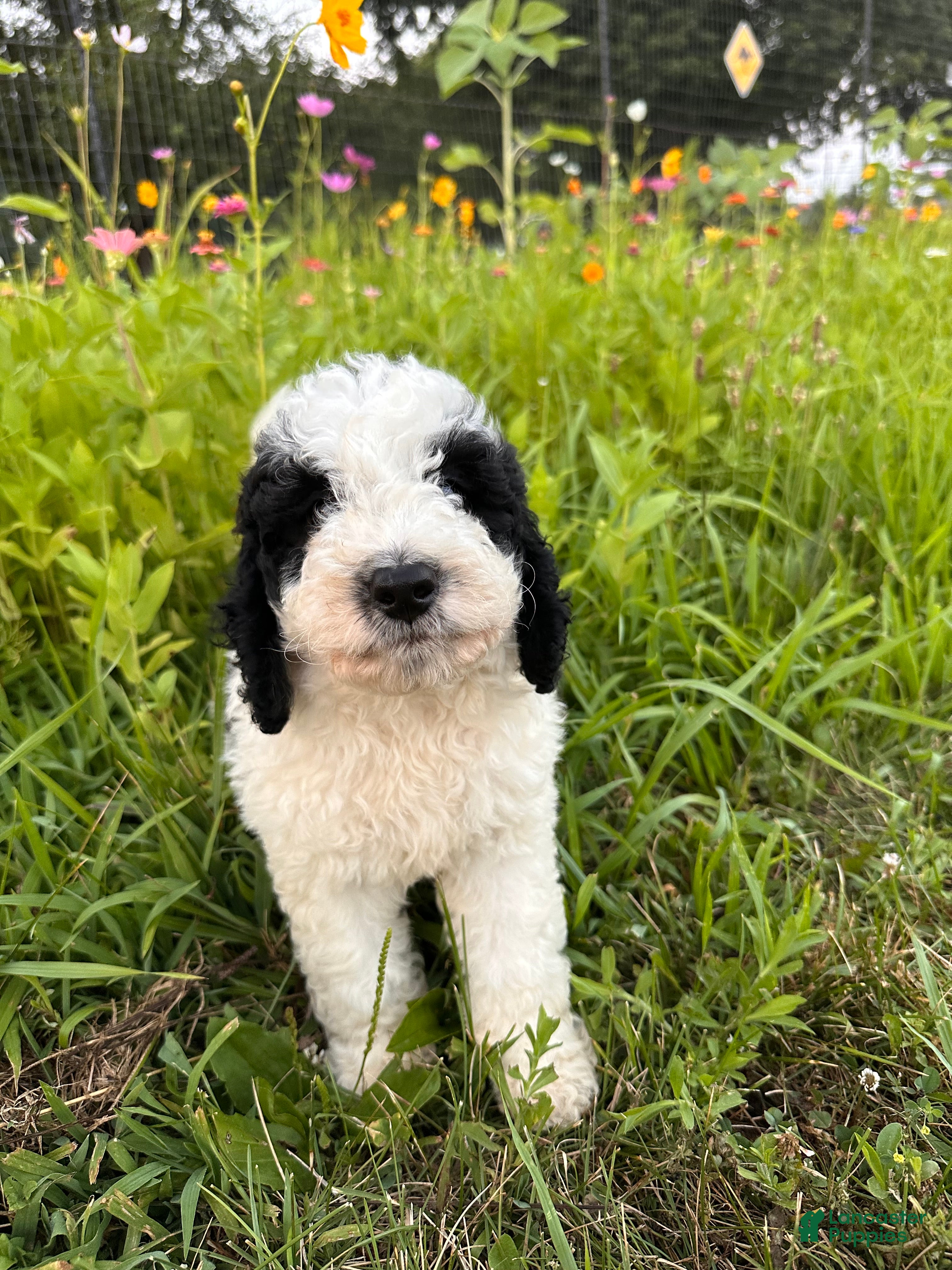 Bernedoodle dogs Ducky - Ad 1