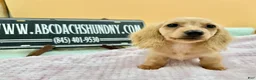 Miniature Dachshund dogs for sale: South African AKC  - Ad 2