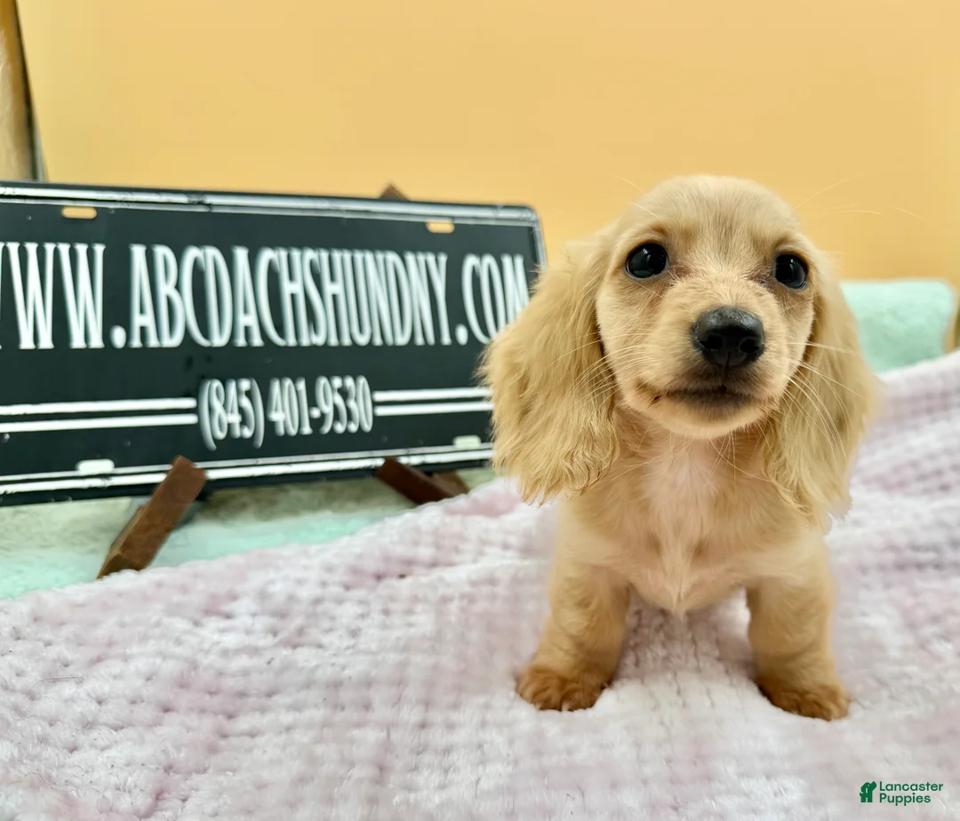 Miniature Dachshund dogs for sale: South African AKC  - Ad 2