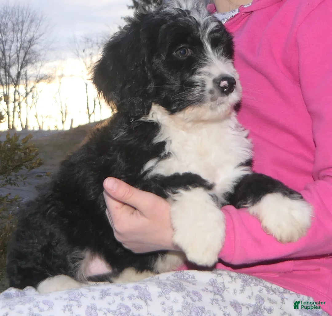 Mini Bernedoodle dogs for sale: Mini Bernedoodle Dottie - Ad 2