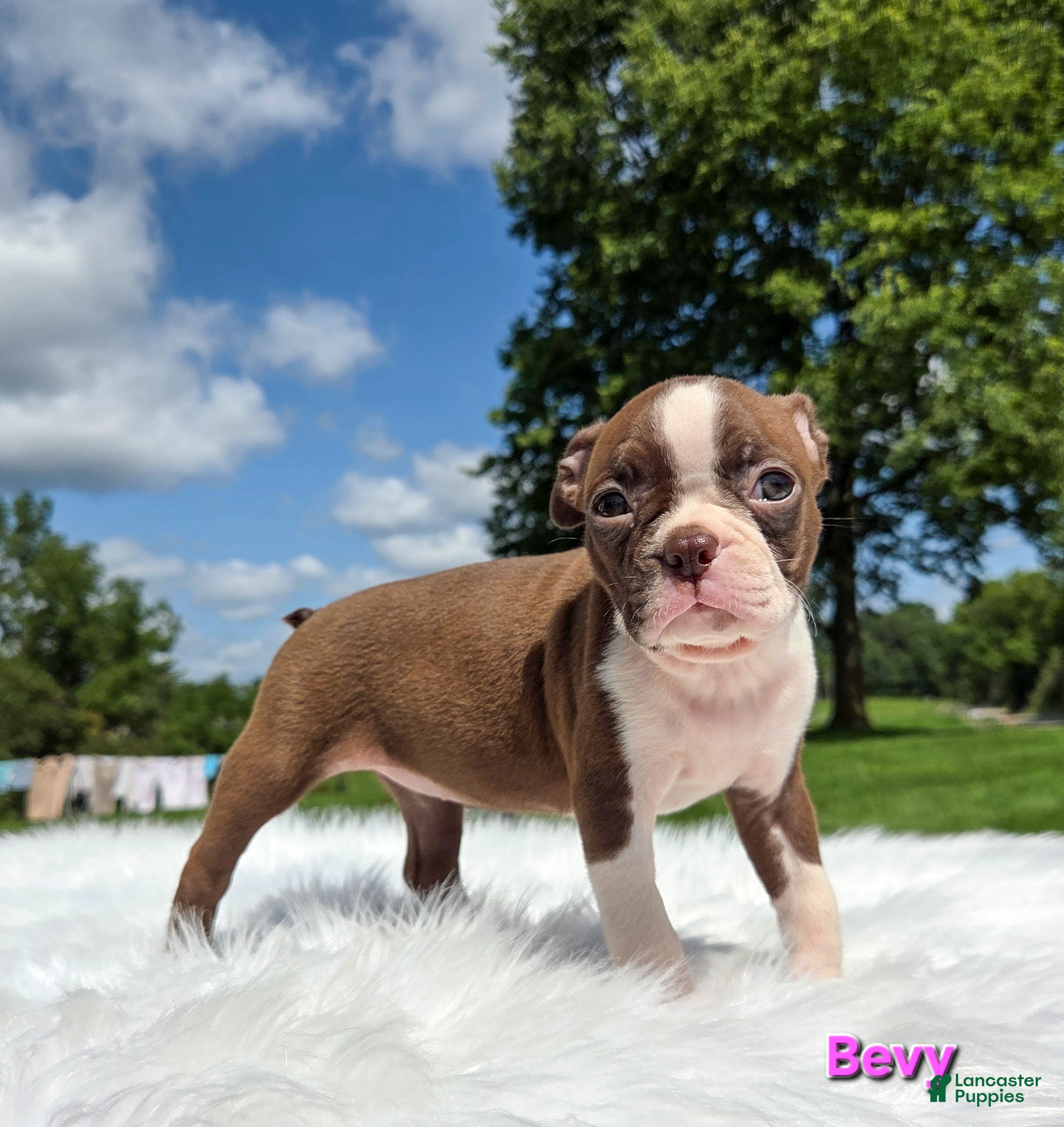Boston Terrier dogs Bevy - Ad 2