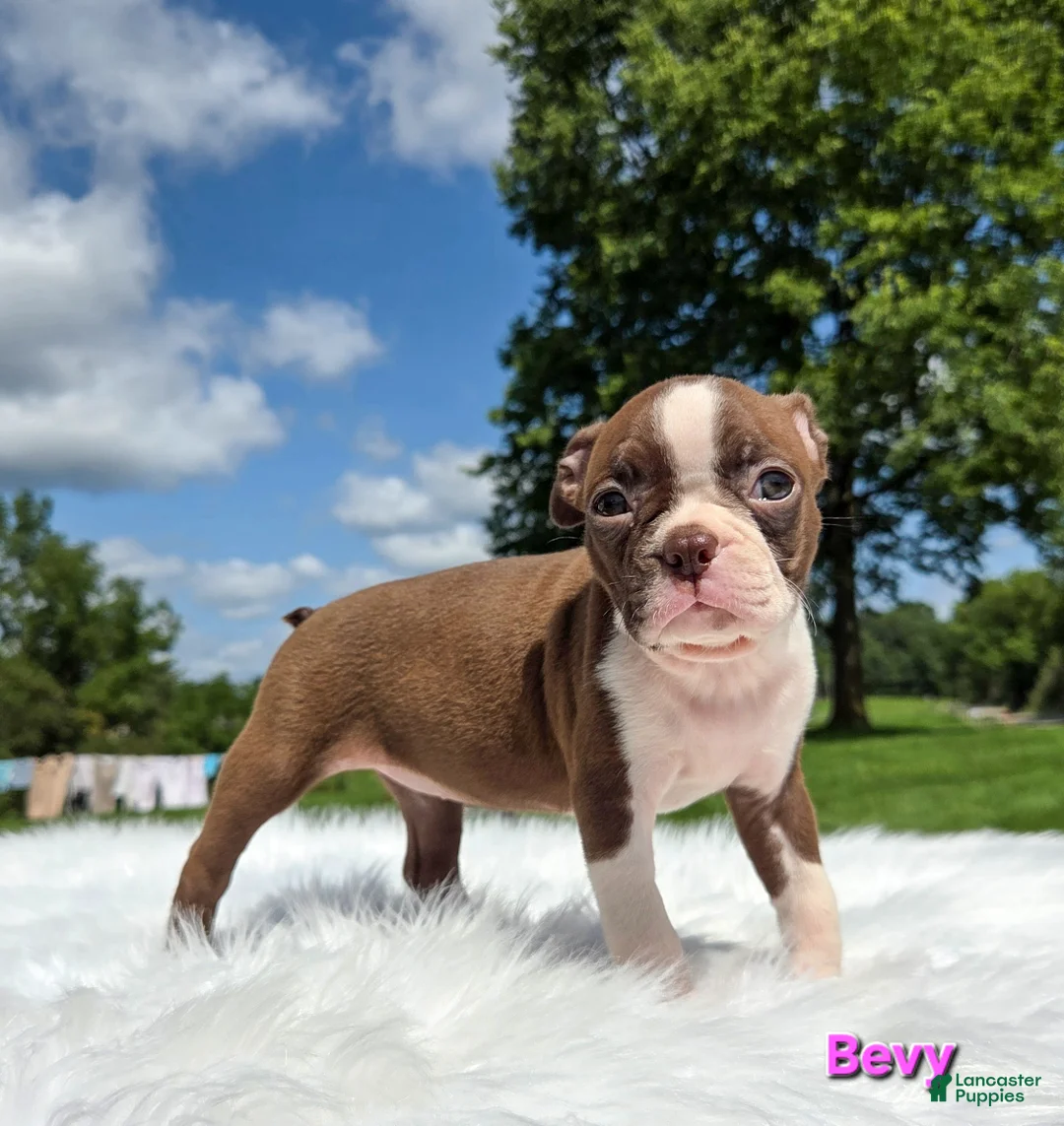 Boston Terrier dogs for sale: Bevy - Ad 2