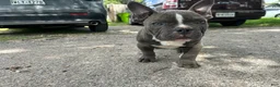 American Bully dogs for sale: Ricky - Ad 4
