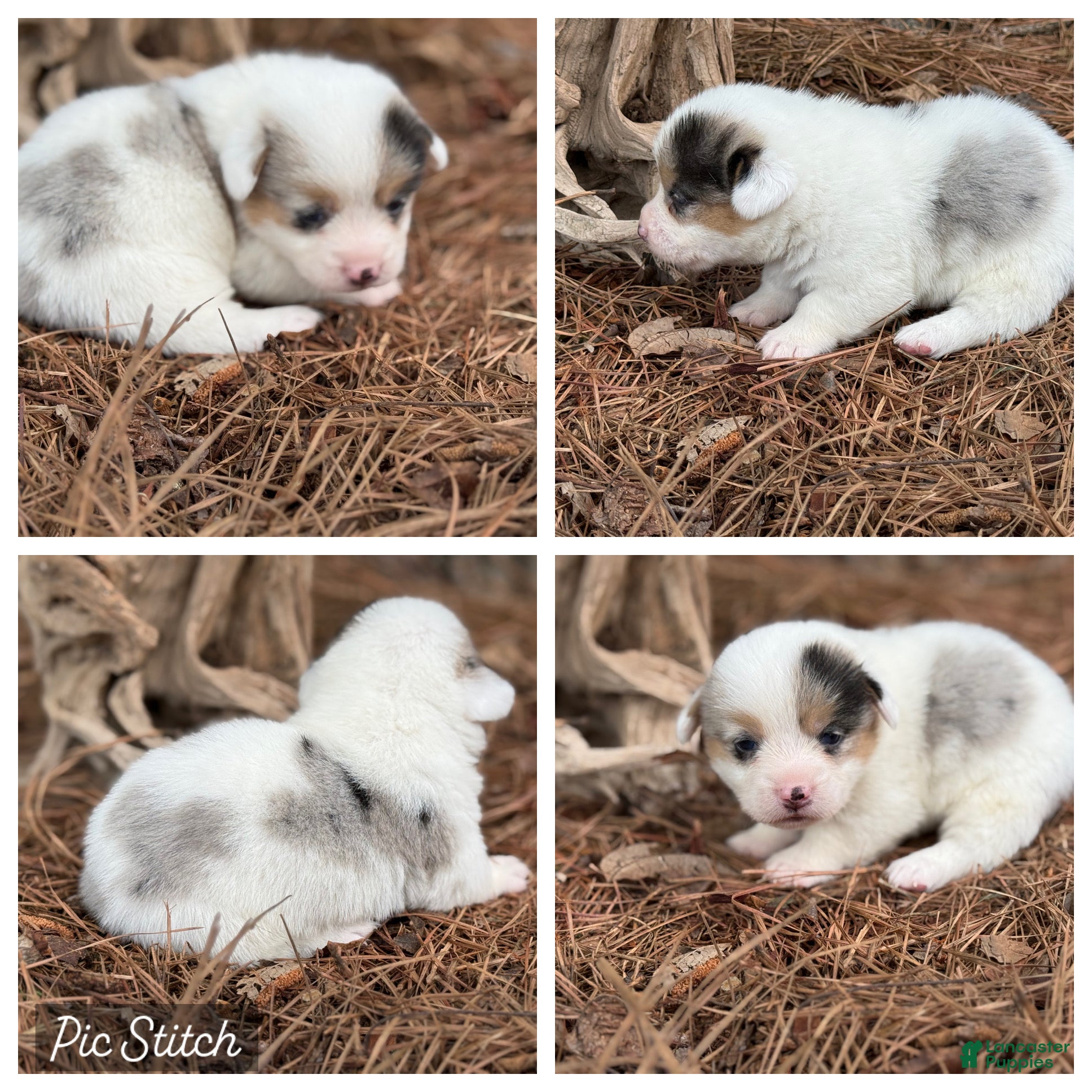 Mixed Breed dogs Mismark Merle  - Ad 22