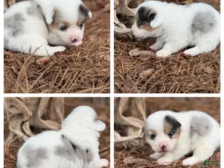 Mixed Breed dogs Mismark Merle - Ad 22