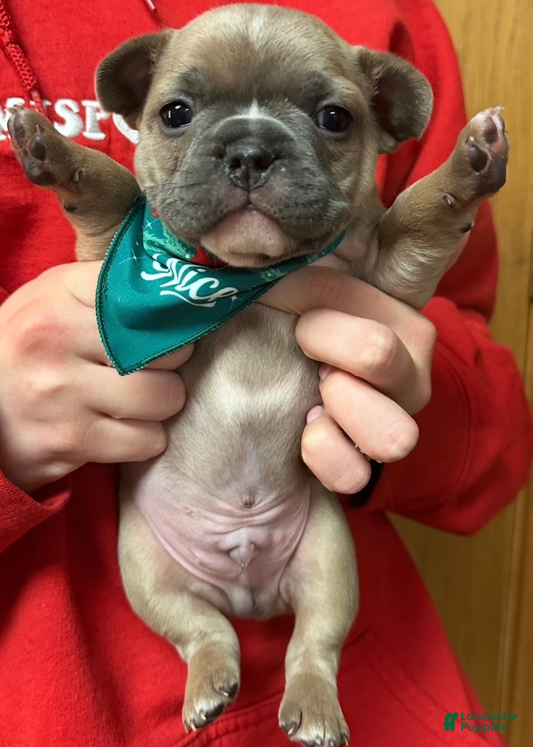 French Bulldog dogs for sale: Pernell - Ad 8