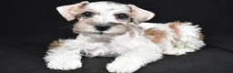 Schnoodle dogs for sale: Meno - Ad 7